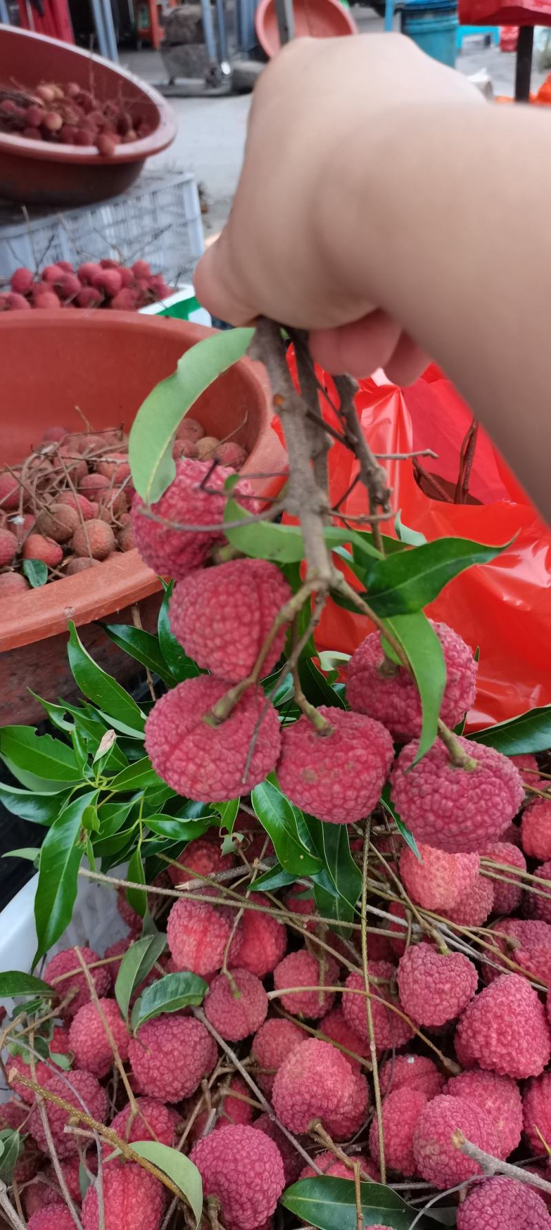 蜜丁香热卖中