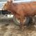 贵州威宁高原小黄牛，农户散养，适应环境快，价格优惠。