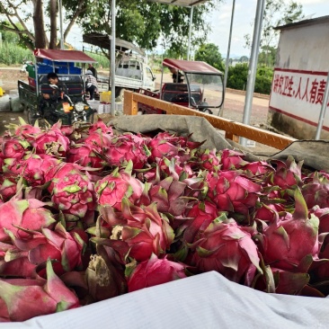 红心火龙果现摘现发新鲜供应批发商超**一条龙服务