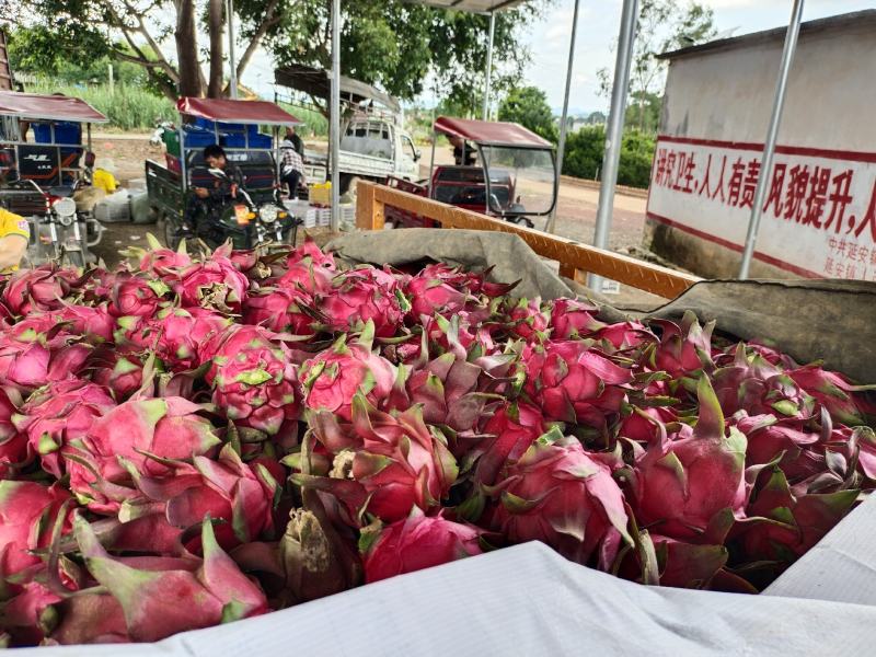 红心火龙果现摘现发新鲜供应批发商超**一条龙服务