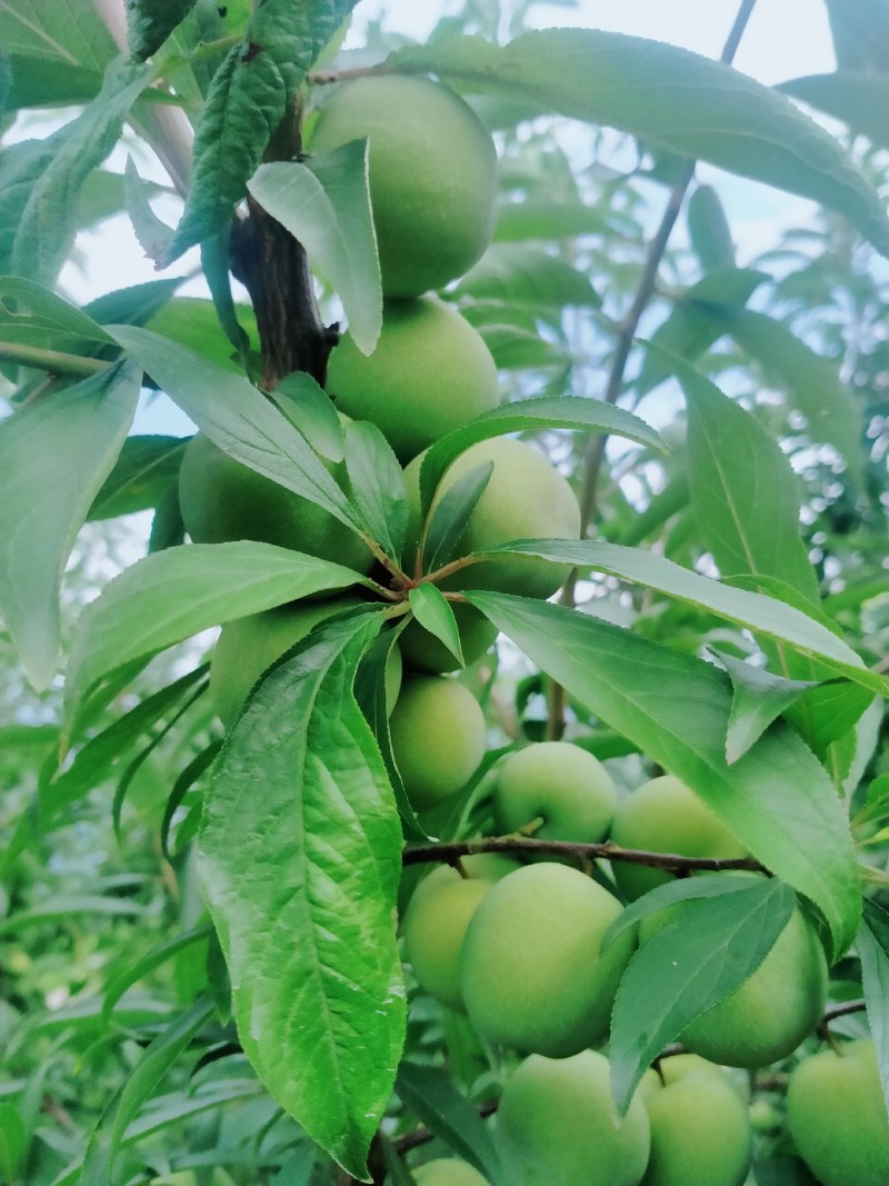 万州清脆李