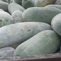产地直发，水果冬瓜一个二到四斤欢迎新老客户充临