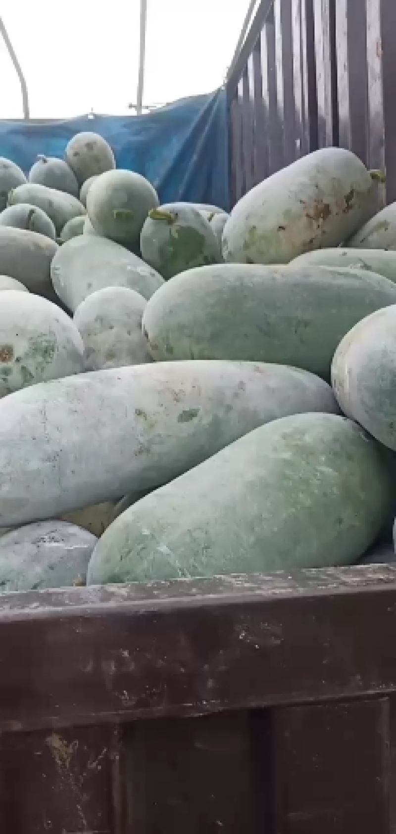 产地直发，水果冬瓜一个二到四斤欢迎新老客户充临