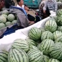 开封优质美都陆地西瓜