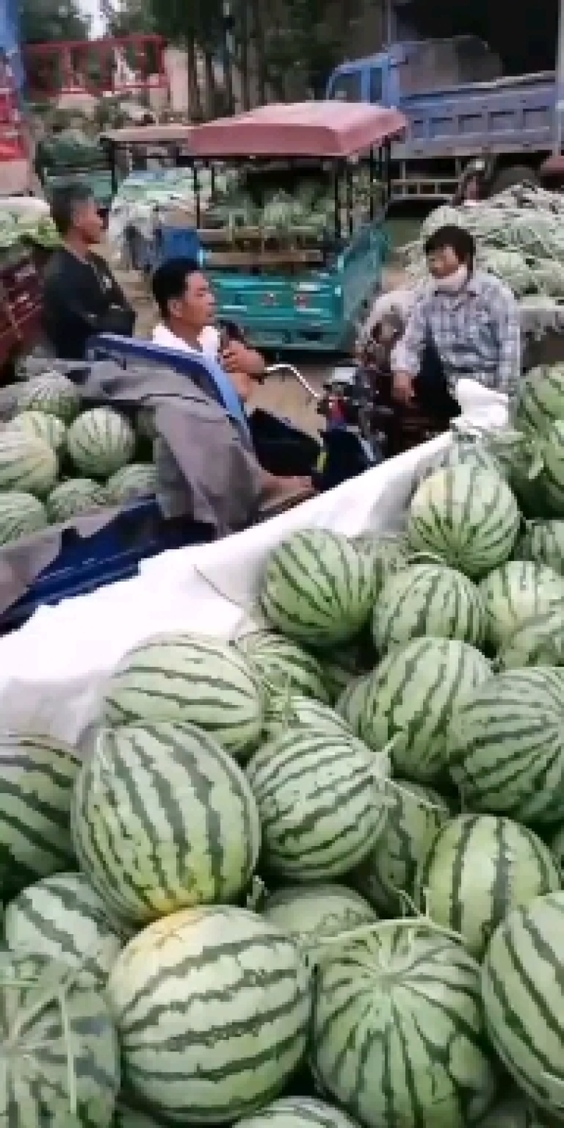 开封优质美都陆地西瓜