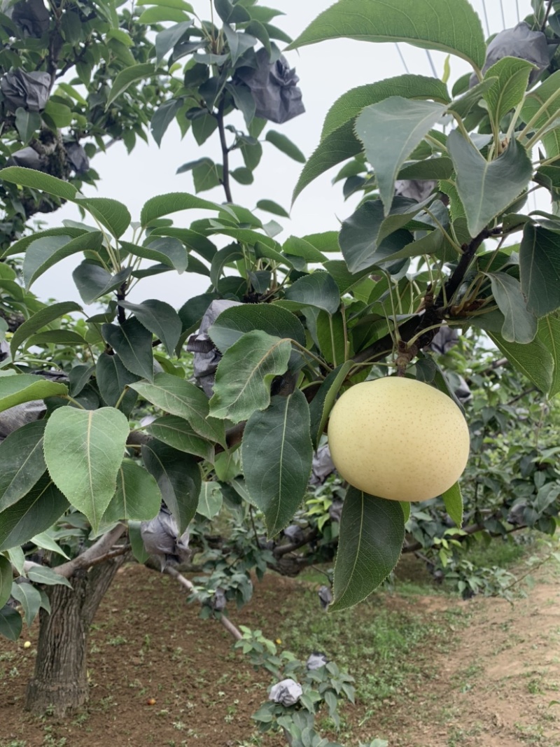 白色宝石梨大量供应