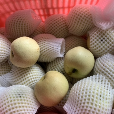 白色宝石梨大量供应