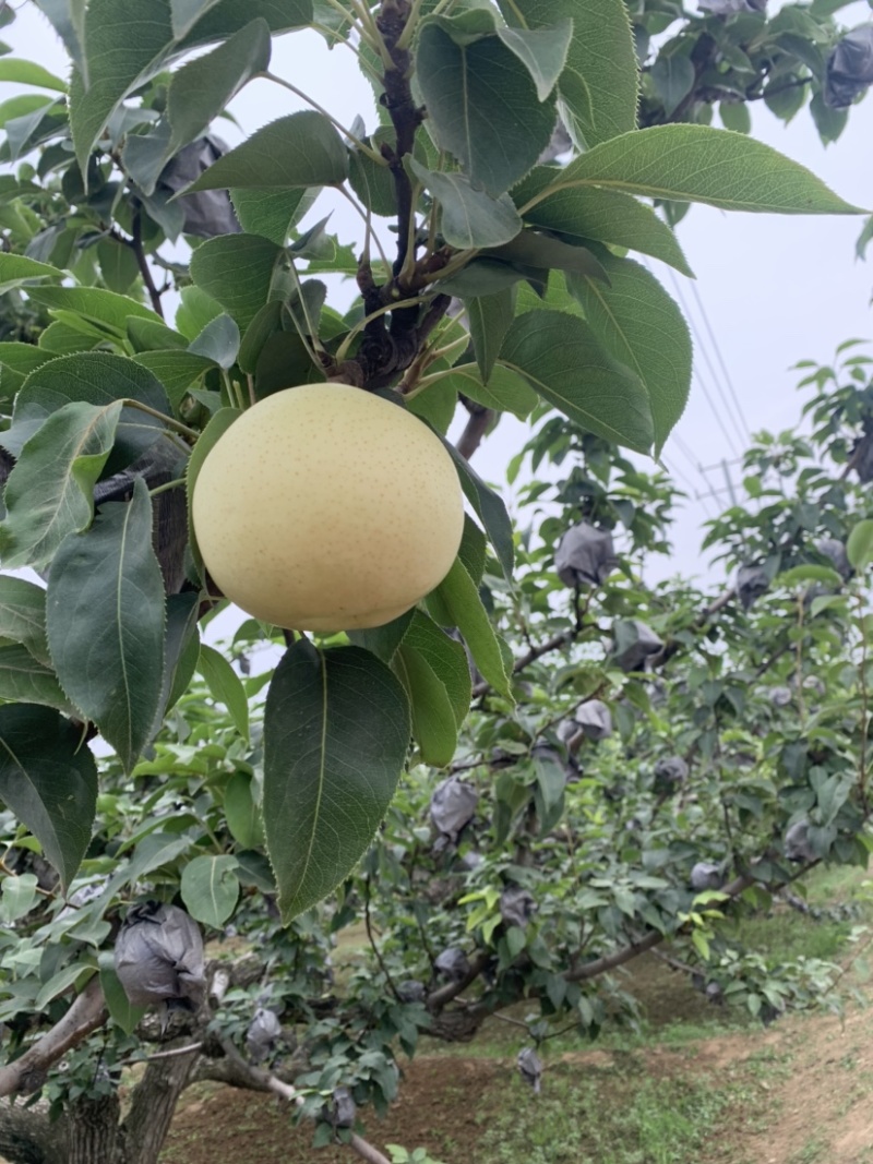 白色宝石梨大量供应