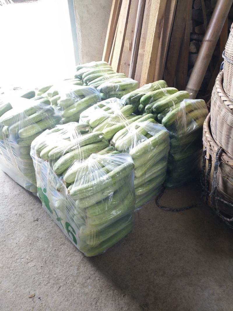 黄瓜水果黄瓜湖南精品水果黄瓜口感清翠香味浓郁