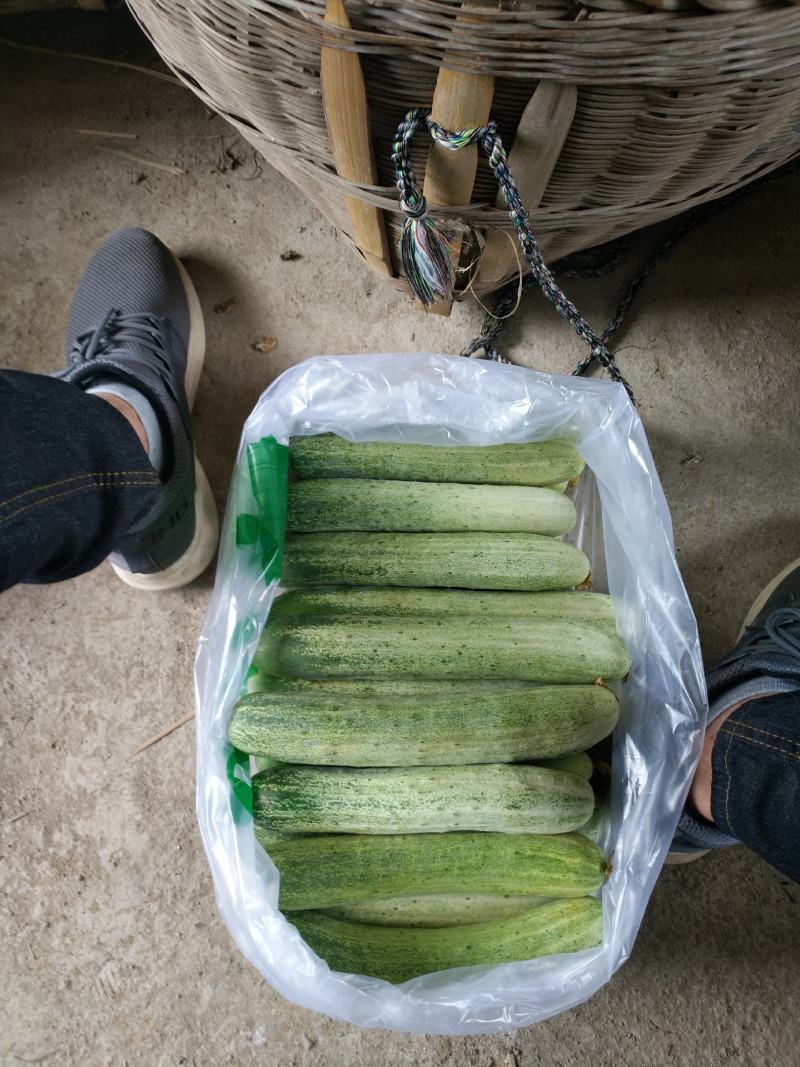 黄瓜水果黄瓜湖南精品水果黄瓜口感清翠香味浓郁