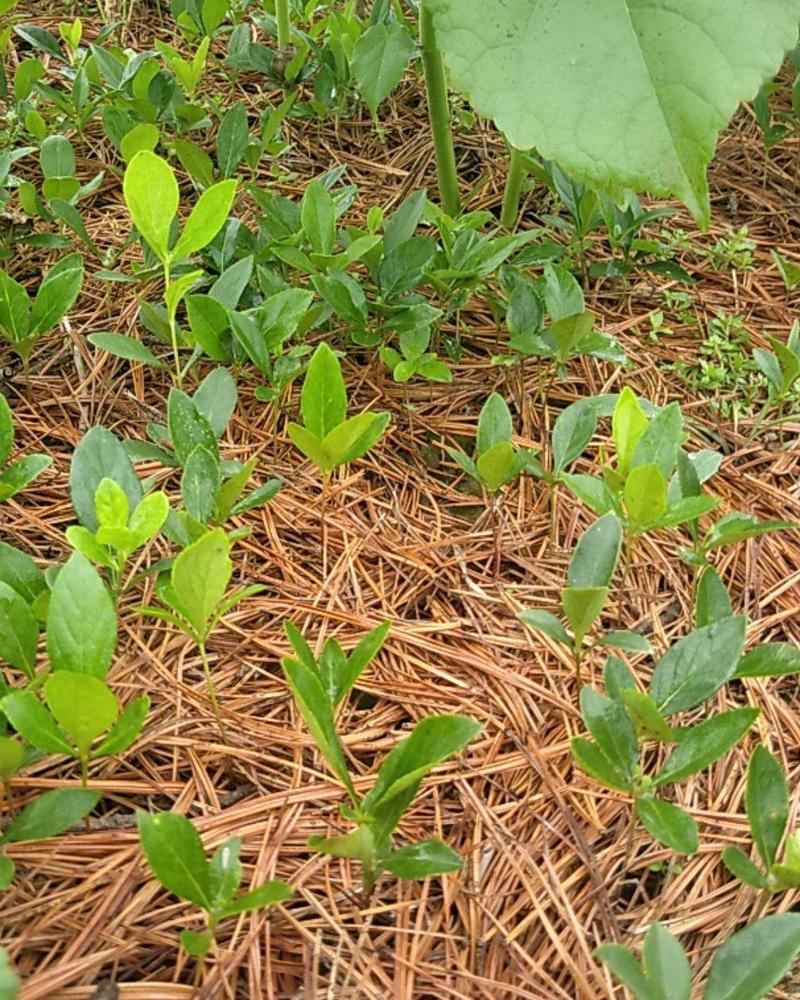 白鲜皮种苗，阔叶品种，根粗芯细，产量高，提供技术指导