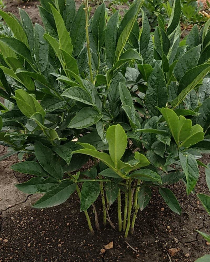 白鲜皮种苗，阔叶品种，根粗芯细，产量高，提供技术指导