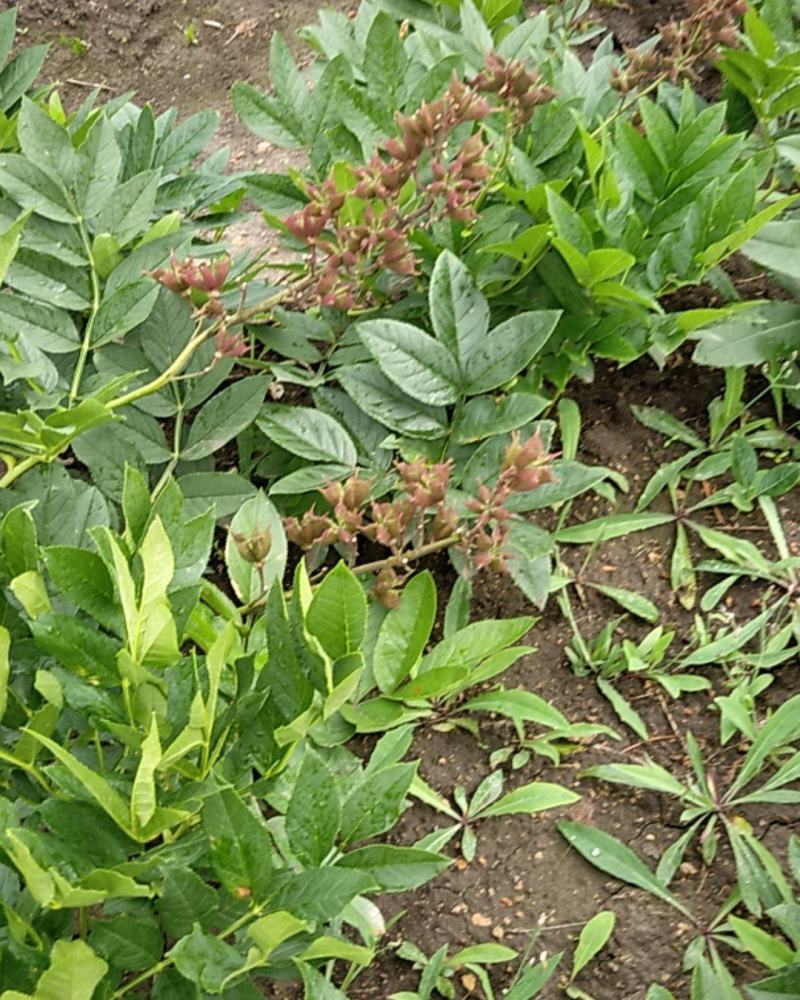 白鲜皮种苗，阔叶品种，根粗芯细，产量高，提供技术指导