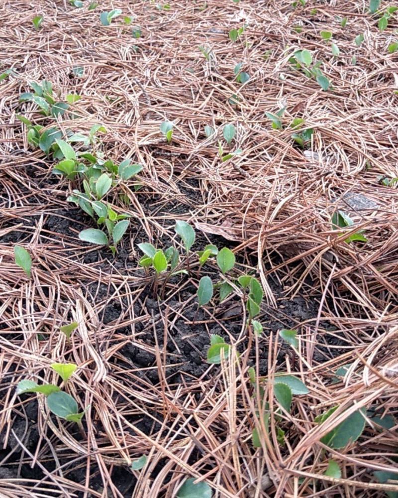 北苍术朱砂点当年苗，人工除草无药害残留成活率高抗病能力强