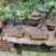盆景金豆