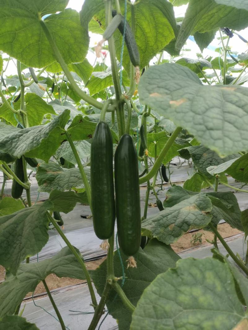 水果黄瓜，小黄瓜，青瓜，电商，商超，市场，代收代发