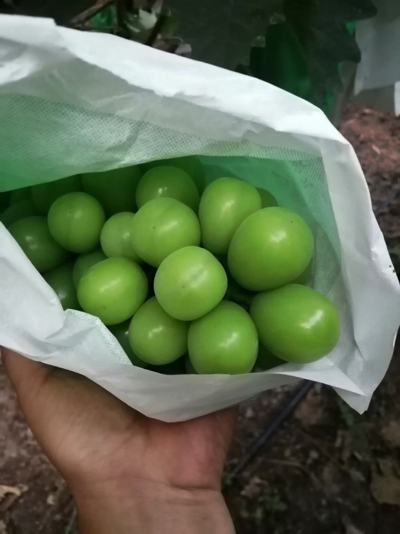 葡萄阳光玫瑰，大凉山本地阳王葡萄，带玫瑰香味的，纯甜无籽