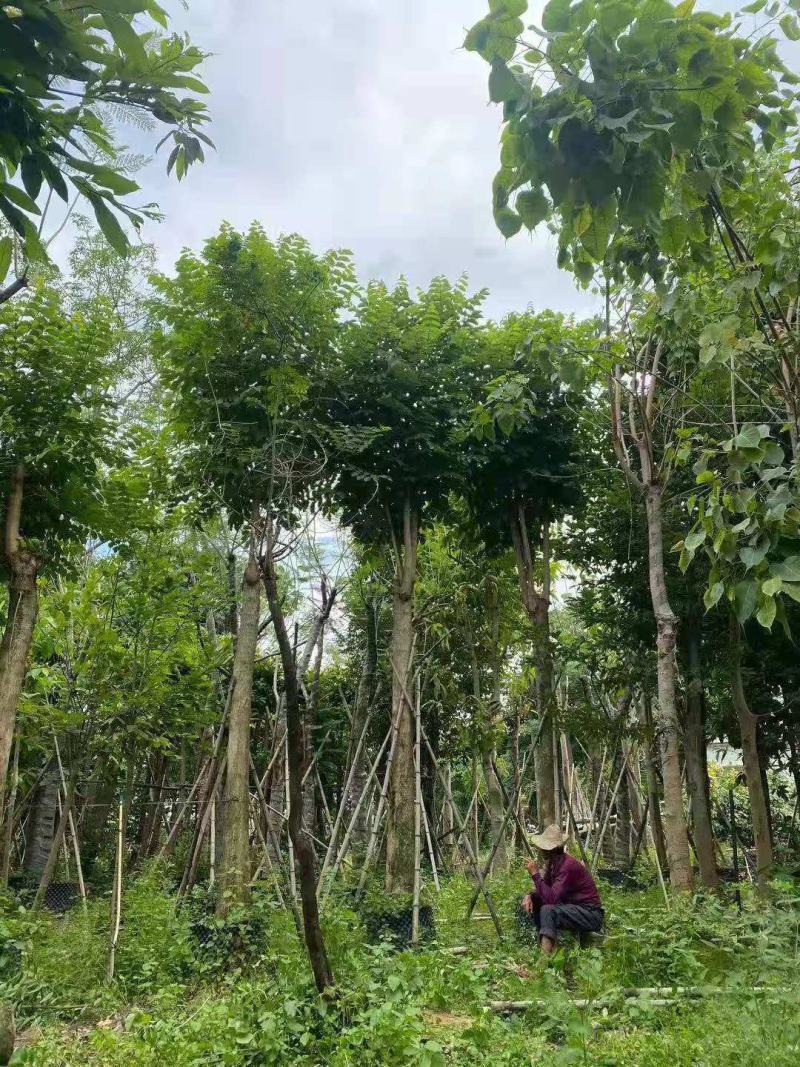广东普宁火焰木，规格齐全，基地直发，现挖现发，品质保证