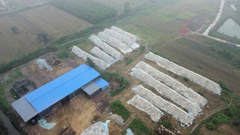 黄金绳麦秸600公斤一捆3-5公分长度