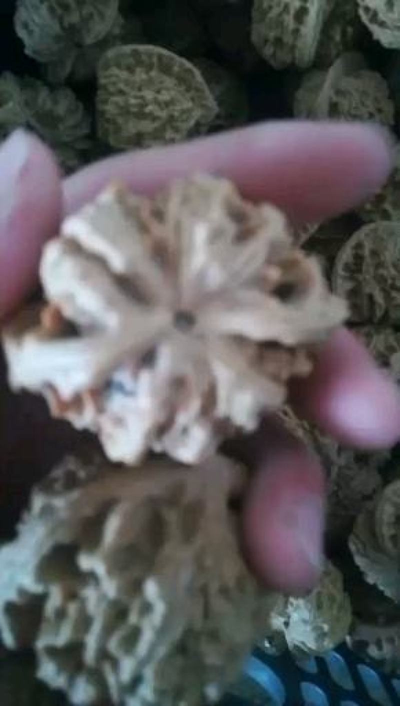 文玩核桃麻核桃四座楼官帽满天星批发散货苹果园狮子头