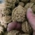 文玩核桃麻核桃四座楼官帽满天星批发散货苹果园狮子头