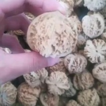 文玩核桃麻核桃四座楼官帽满天星批发散货苹果园狮子头