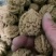 文玩核桃官帽四座楼狮子头麻核桃批发满天星白狮子散货批发
