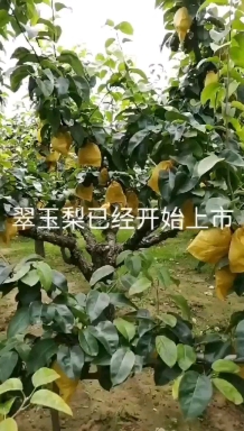 翠冠梨口感脆甜，多汁，果肉细白，几乎无核，饱满果肉