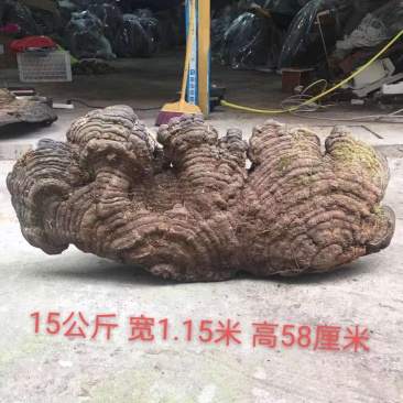 包邮木灵芝灵芝纯野生特大灵芝木青灵芝青芝