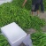 精品辣椒，有要的可以联系