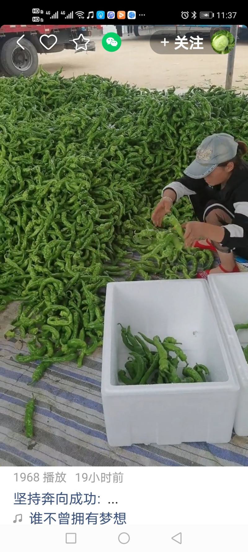 精品辣椒，有要的可以联系