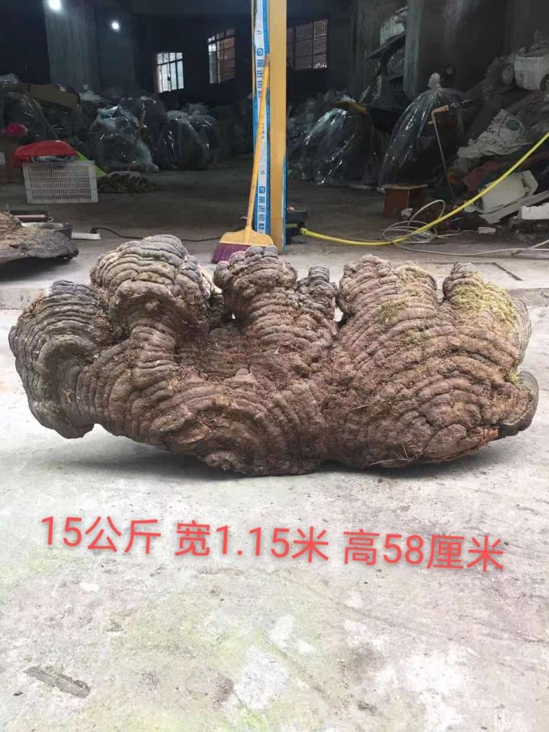 包邮木灵芝灵芝纯野生特大灵芝木青灵芝青芝