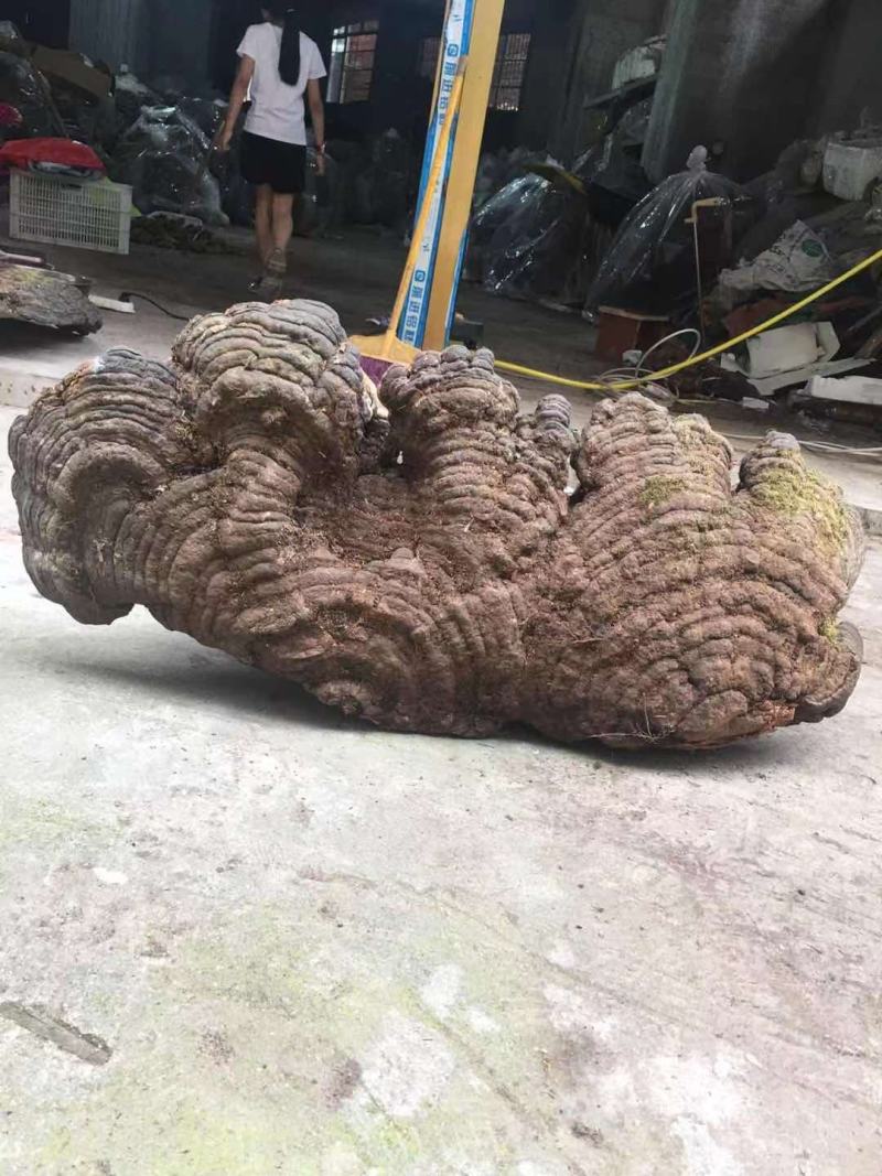 包邮木灵芝灵芝纯野生特大灵芝木青灵芝青芝