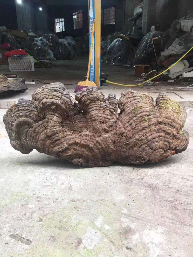 包邮木灵芝灵芝纯野生特大灵芝木青灵芝青芝