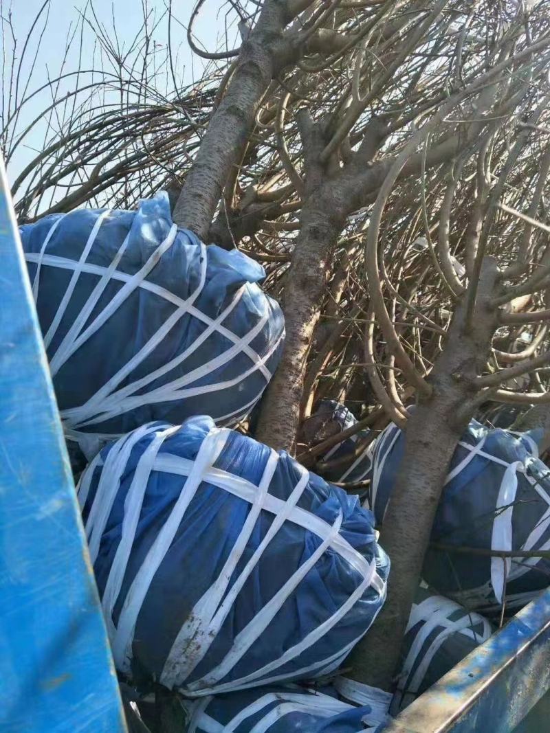【复购高】无纺布保湿保温透水透气育苗专用绿化盖土