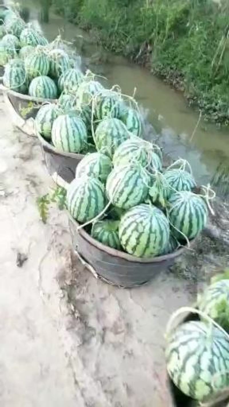 上海崇明东旺沙美都有籽西瓜