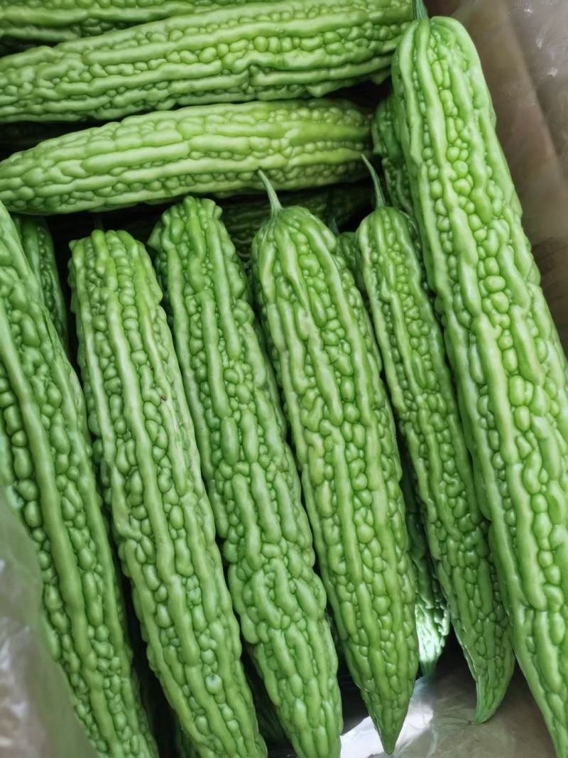 苦瓜