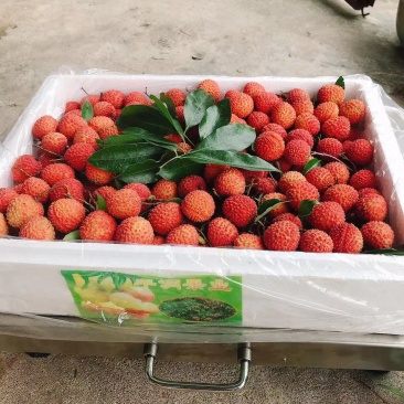 广东桂味荔枝原产地直销冷链包邮