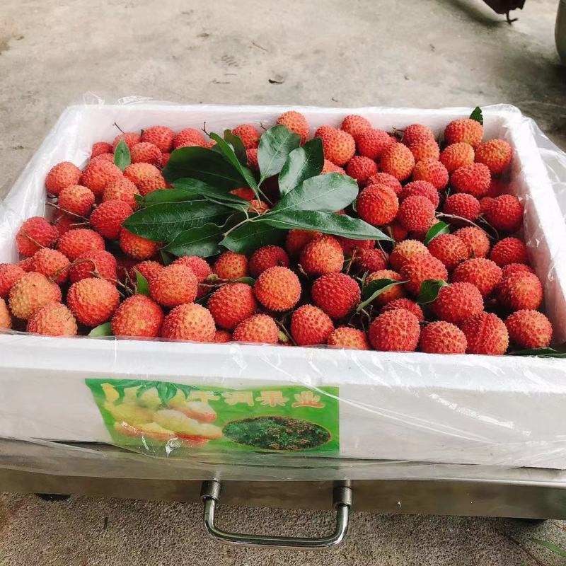 广东桂味荔枝原产地直销冷链包邮