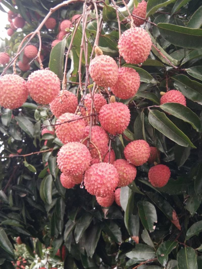 广东桂味荔枝原产地直销冷链包邮