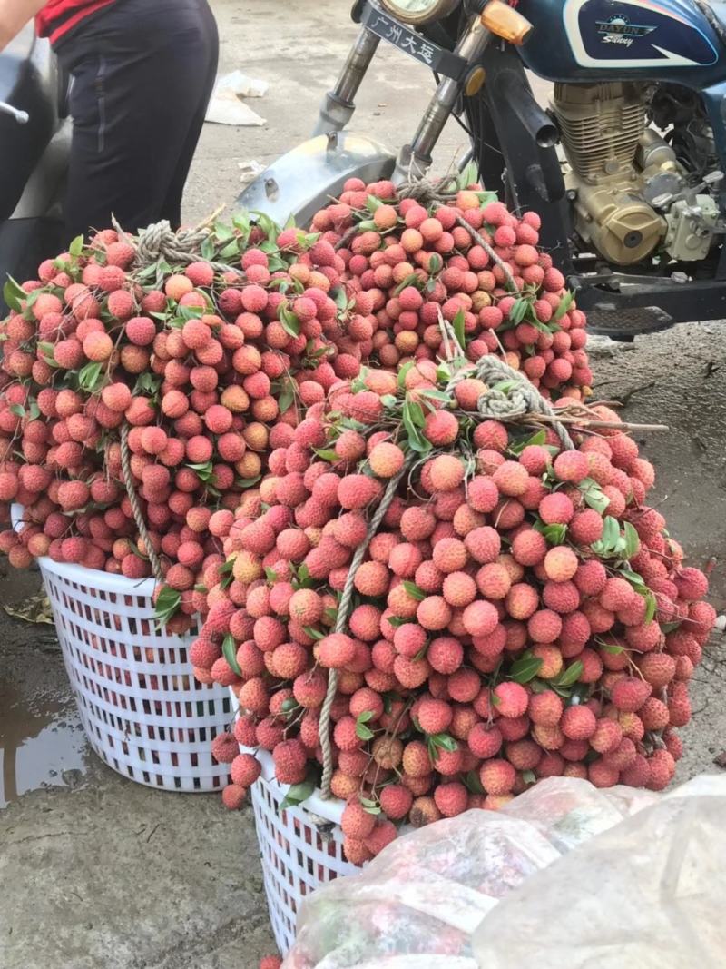 广东桂味荔枝原产地直销冷链包邮