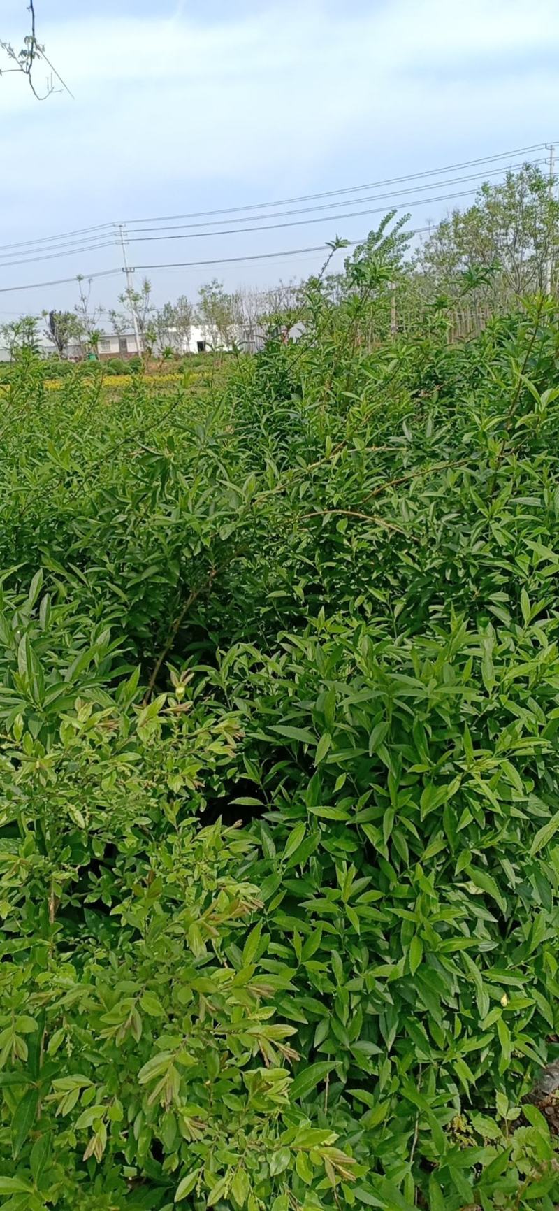 连翘苗一手货源，欢迎新老客户咨询，农户一手货源，