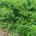连翘苗一手货源，欢迎新老客户咨询，农户一手货源，