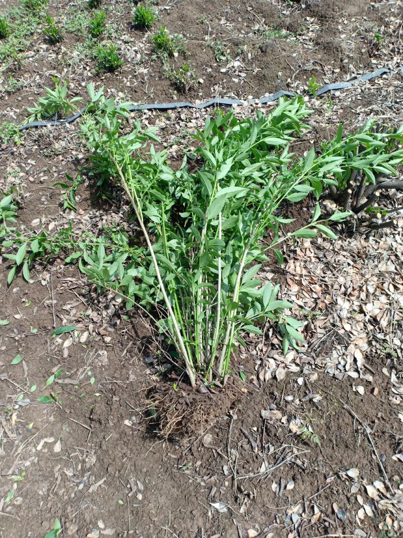 连翘苗一手货源，欢迎新老客户咨询，农户一手货源，