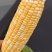 甜玉米水果玉米玉米棒每年端午节前后大量供应