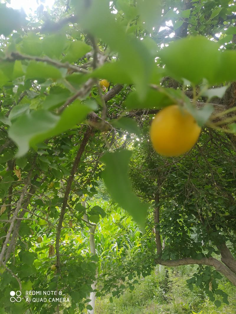 顺丰包邮，杏好遇见你，新鲜的巴仁杏子，口感，味道质量可以