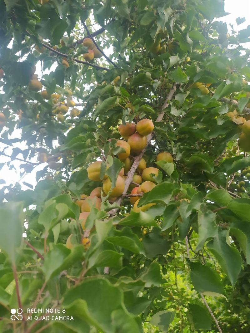 顺丰包邮，杏好遇见你，新鲜的巴仁杏子，口感，味道质量可以