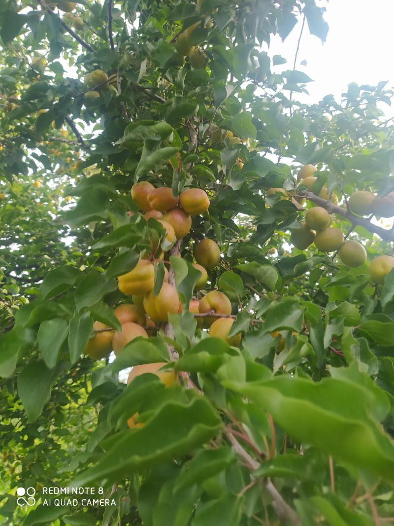 顺丰包邮，杏好遇见你，新鲜的巴仁杏子，口感，味道质量可以