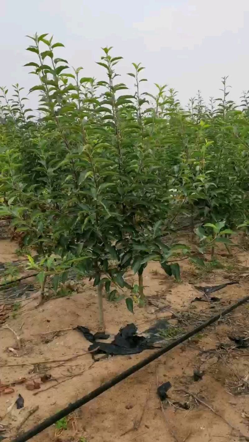 【好货推荐】四季海棠盆景，鸡心果盆景，基地培育，货源充足