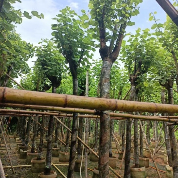 官粉紫荆10-12公分
